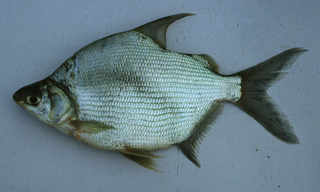 Citharinus gibbosus