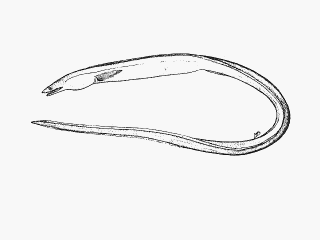 Cirrhimuraena inhacae