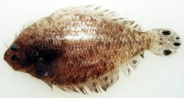 Citharichthys macrops