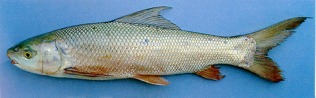 Cirrhinus microlepis