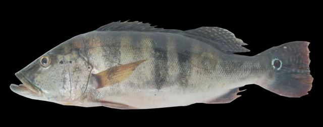 Cichla piquiti