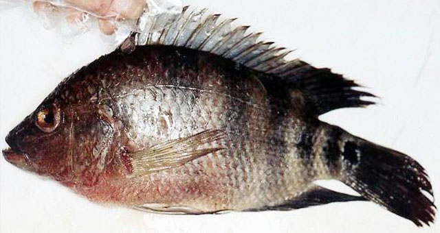 Mayaheros urophthalmus