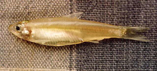 Clupeichthys aesarnensis