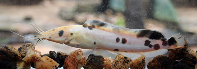 Clarias batrachus