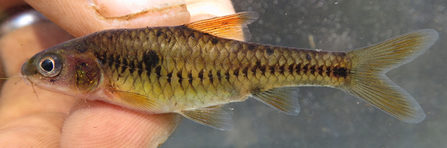 Clypeobarbus bellcrossi