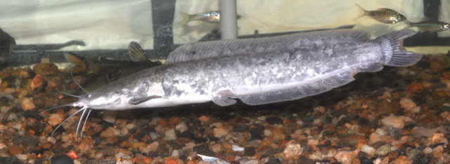 Clarias dussumieri