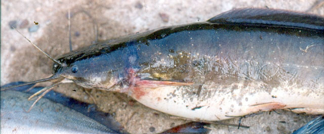 Clarias jaensis