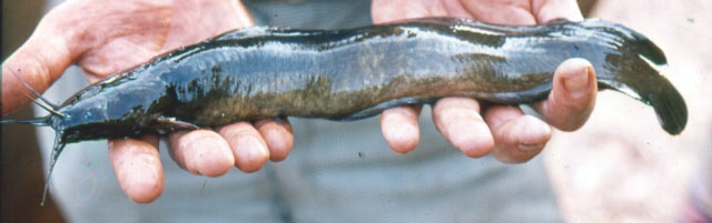 Clarias pachynema