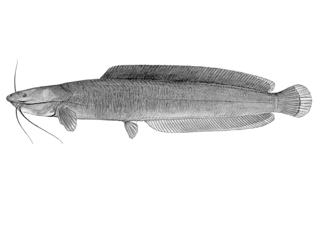 Clarias submarginatus