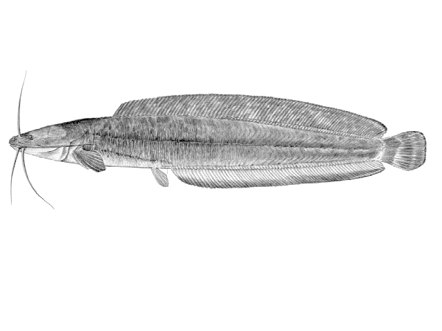 Clarias theodorae