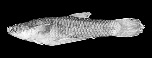 Cnesterodon septentrionalis