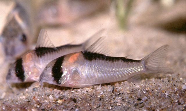 Corydoras adolfoi