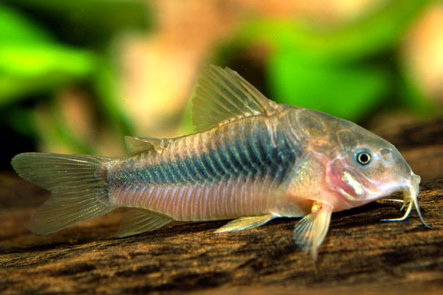 Corydoras aeneus