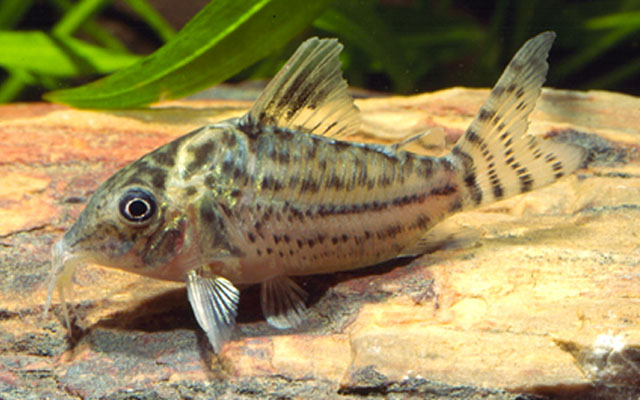 Corydoras agassizii