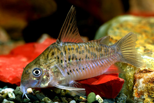 Corydoras armatus