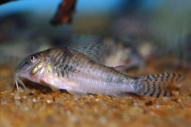 Corydoras aurofrenatus