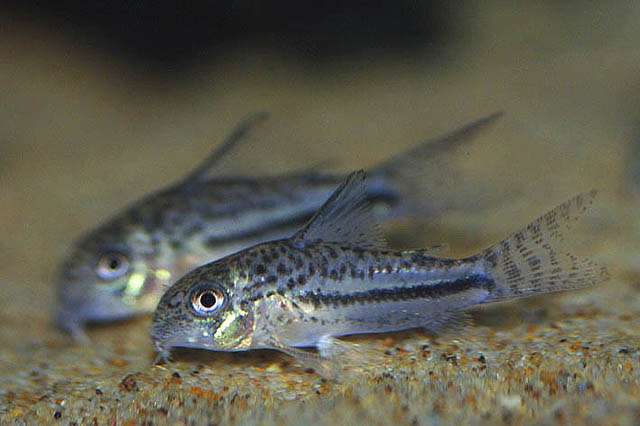 Corydoras bondi