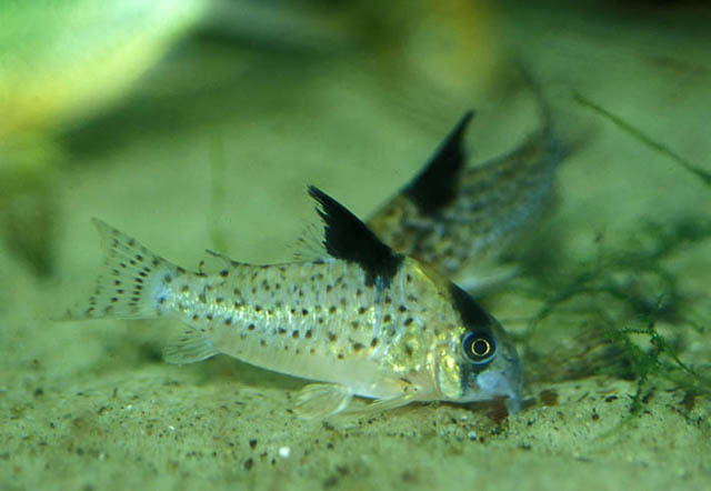 Corydoras brevirostris