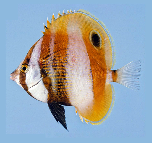 Cocal_u1.jpg