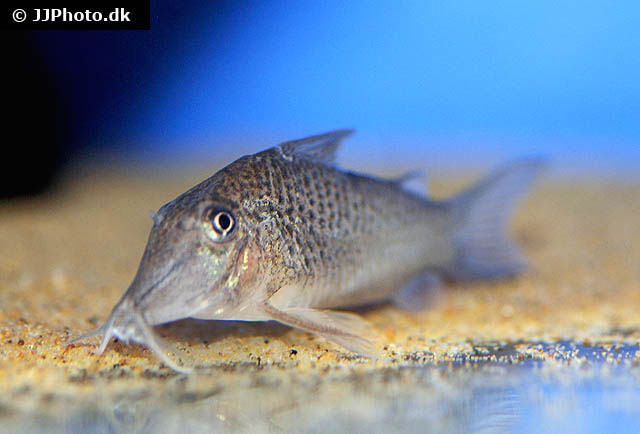 Corydoras cervinus