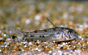 Corydoras cochui