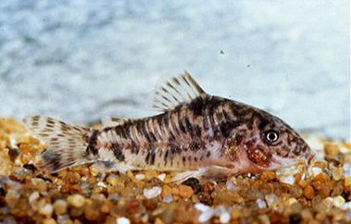 Corydoras difluviatilis