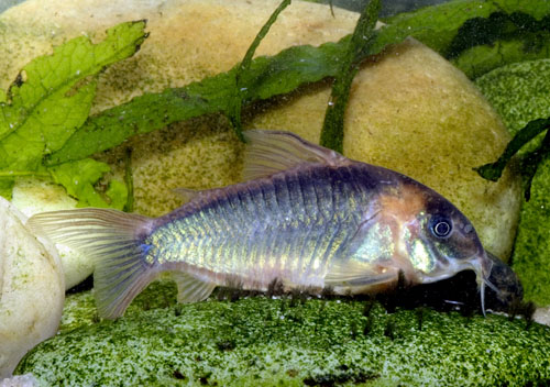 Corydoras eques