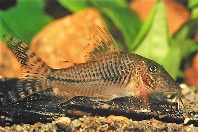 Corydoras fulleri