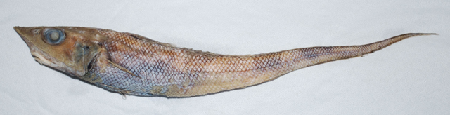 Coelorinchus fuscigulus