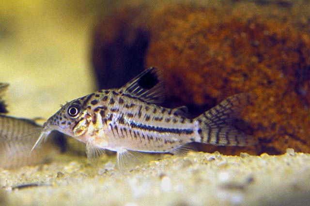 Corydoras gomezi