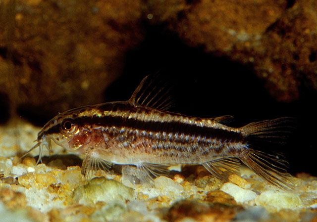 Corydoras gracilis