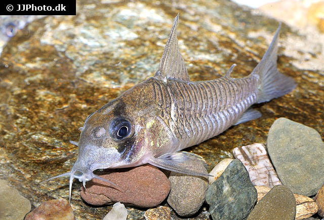 Corydoras guianensis