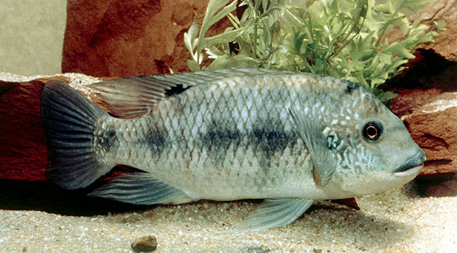 Coptodon guineensis