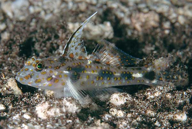 Fusigobius inframaculatus