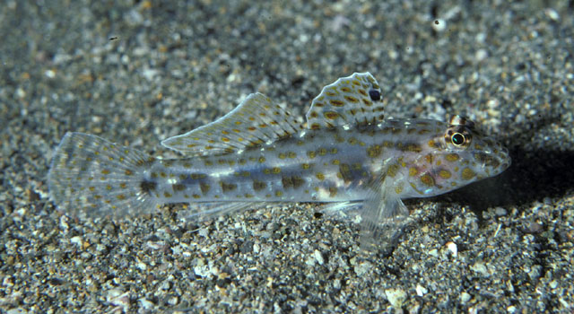 Fusigobius maximus