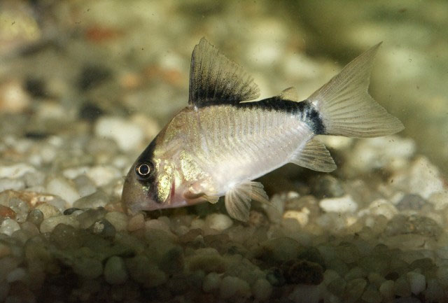 Corydoras metae