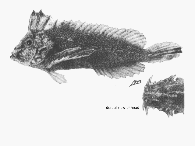 Cocotropus monacanthus