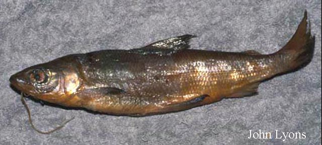 Coregonus nigripinnis