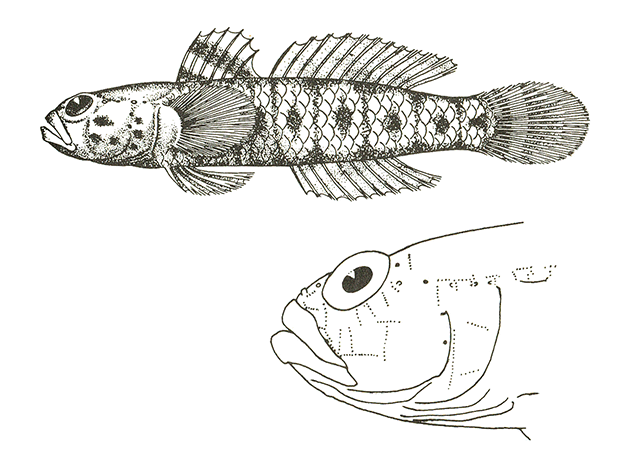 Coryogalops ocheticus