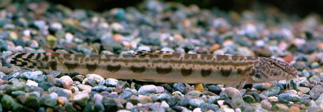 Cobitis pacifica