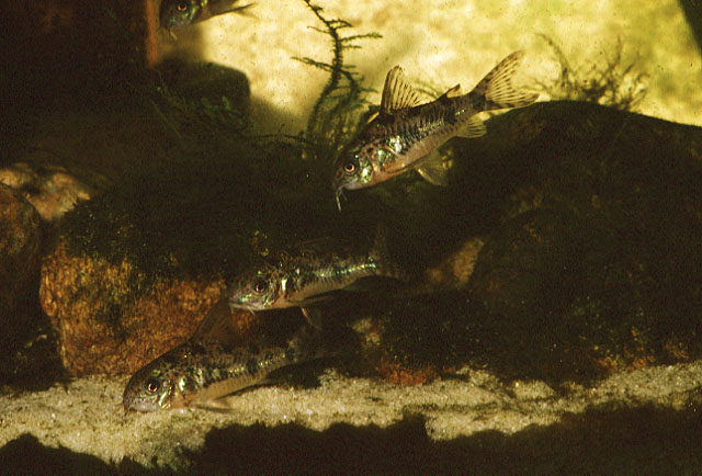 Copal_u0.jpg