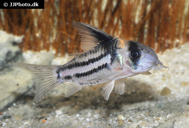 Corydoras parallelus