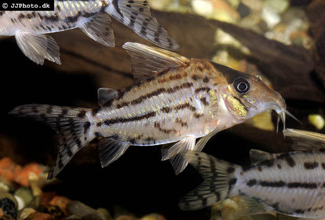 Corydoras pulcher