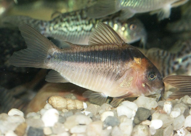 Corydoras rabauti