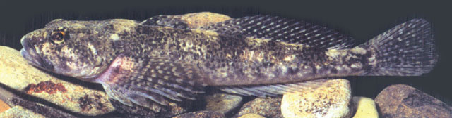 Cottus rhenanus