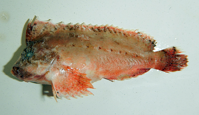 Cocotropus roseus