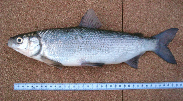 Coregonus sardinella