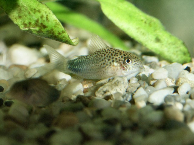 Corydoras similis