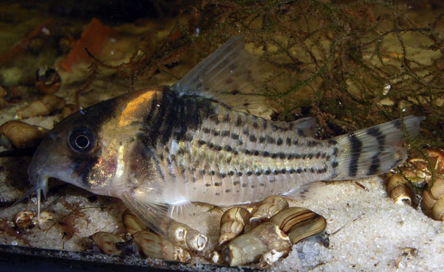 Corydoras surinamensis