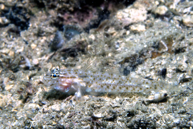 Coryphopterus thrix